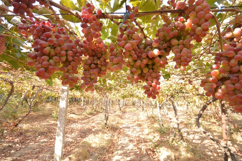 chic grape harvest pink seedless variety on winegrowers vine plantation hangs from branches in large clusters on a sunny day ripe berry ready to be harvested