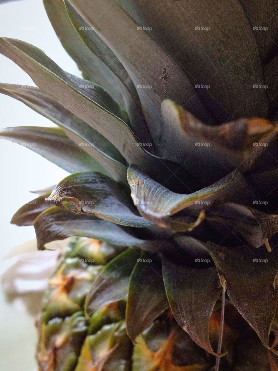 green nature closeup pattern by tanushri123