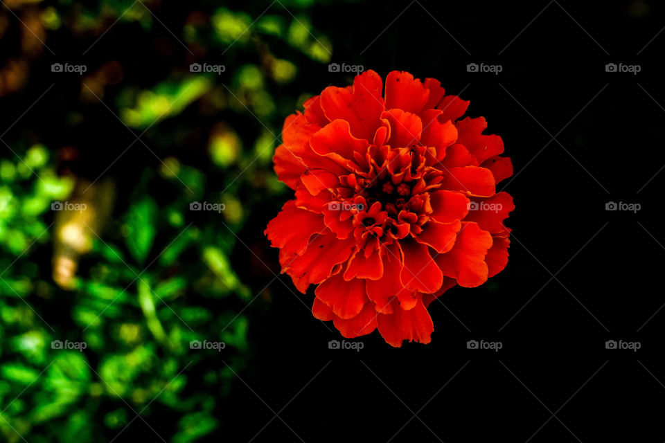  Red flower on the background 