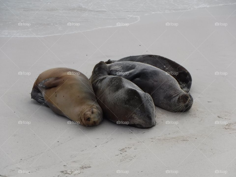 Sea lions napping