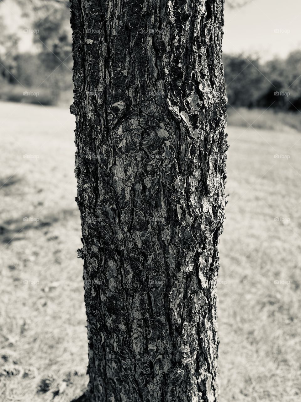 Tree trunk in the fall (black and white)
