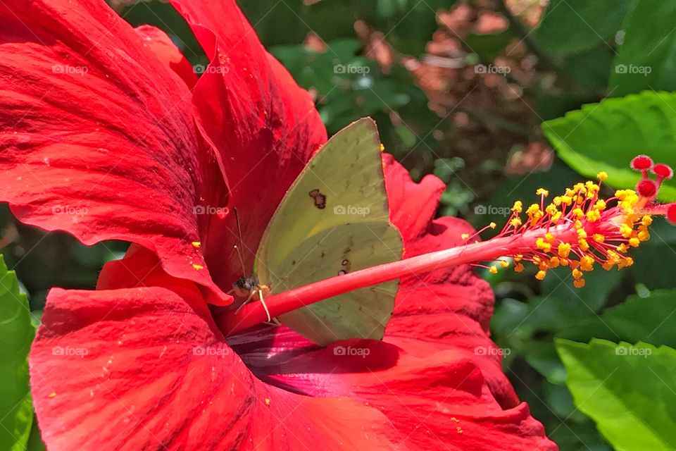 Beautiful yellow butterfly on a red flower