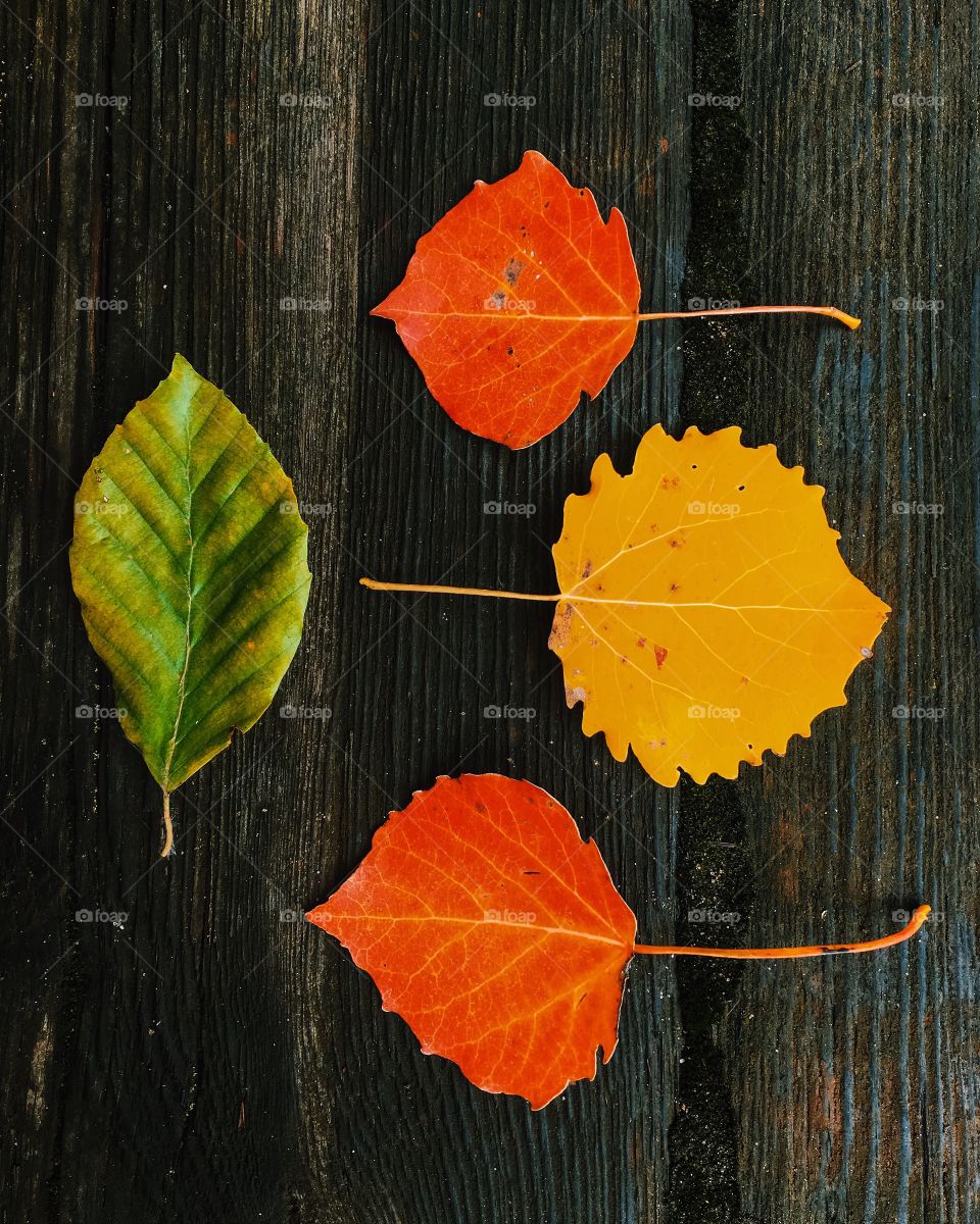 Leaves on wooden surface