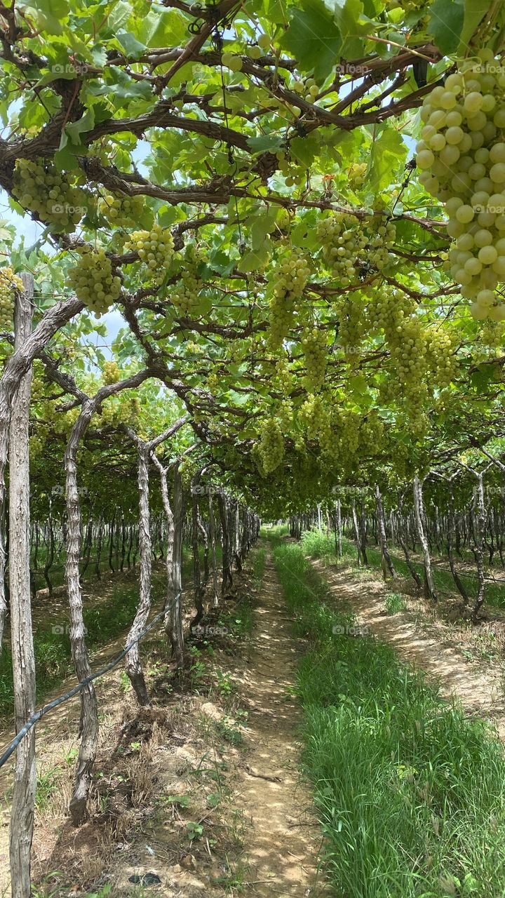 grape plantation
