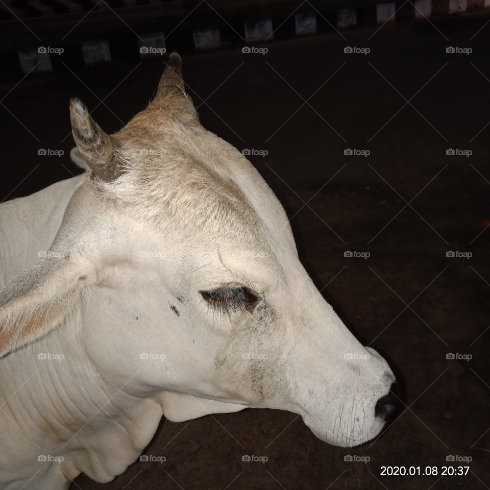 cities and countrysides