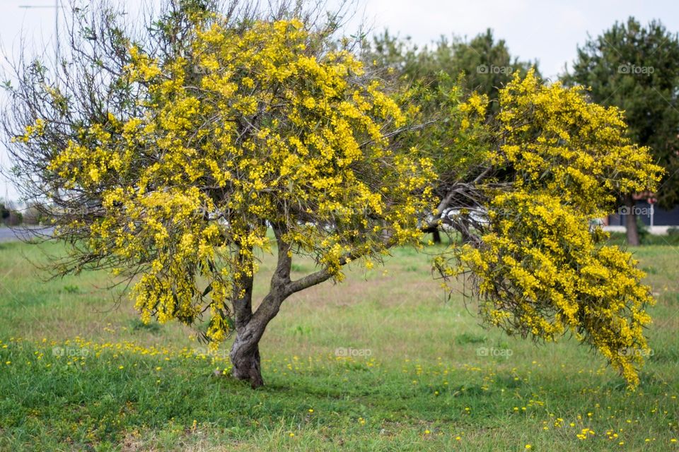 Willow tree 