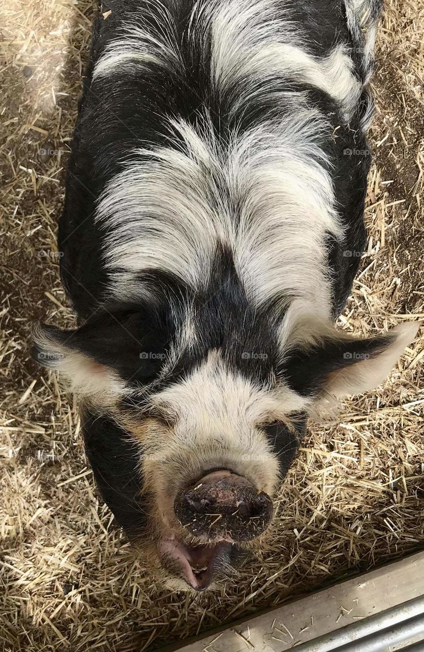 Pig