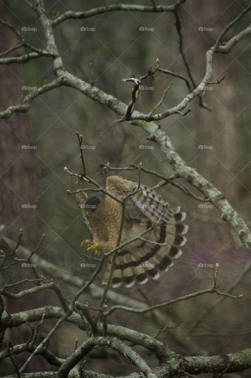 A Red-shouldered Hawk landing on a bare tree branch. Wings and tail feathers are extended in a beautiful display with talons reaching for the landing spot 