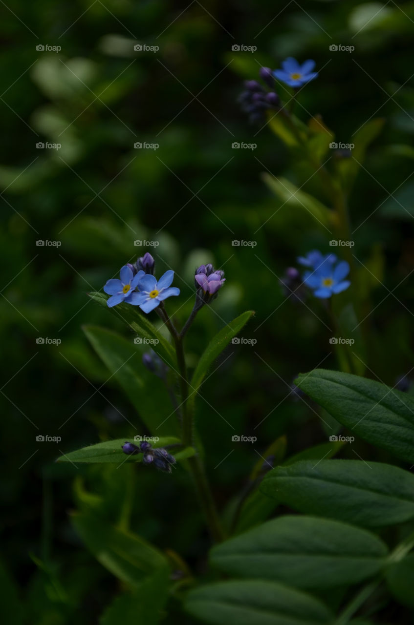 Blue little flowers