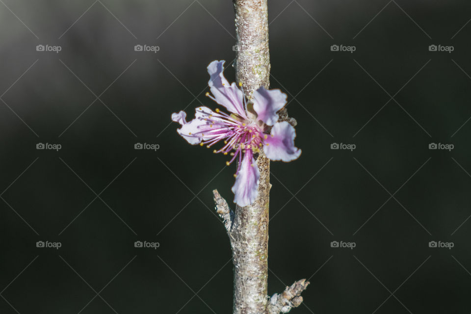 Flowers in my Garden