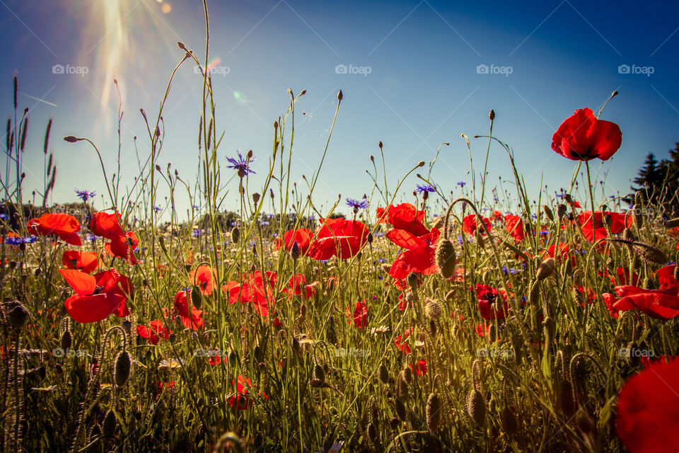 Poppies flowers field 