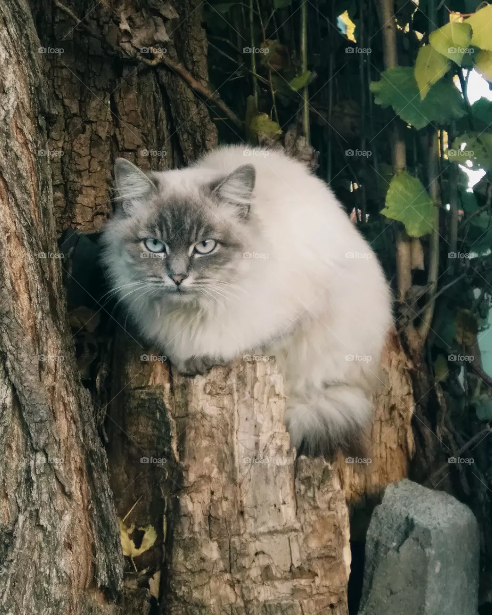 cat