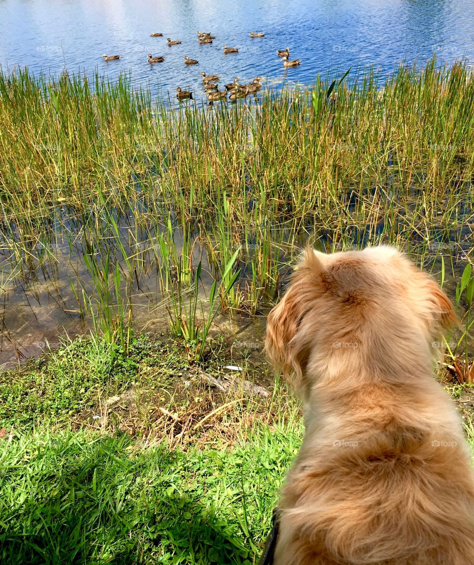Water and retrieving anything (including ducks), is a golden retriever's idea of a perfect day. 