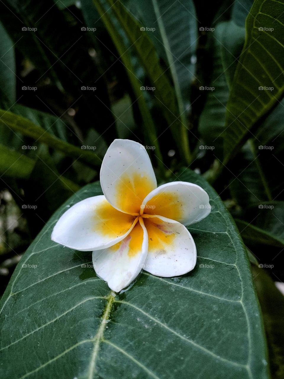 Indian Jasmine