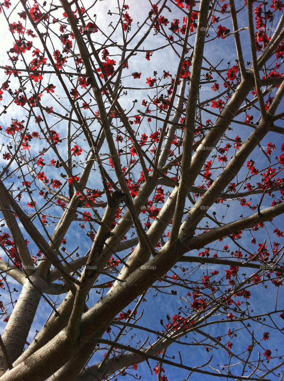 Red Silk Tree (Bombax)