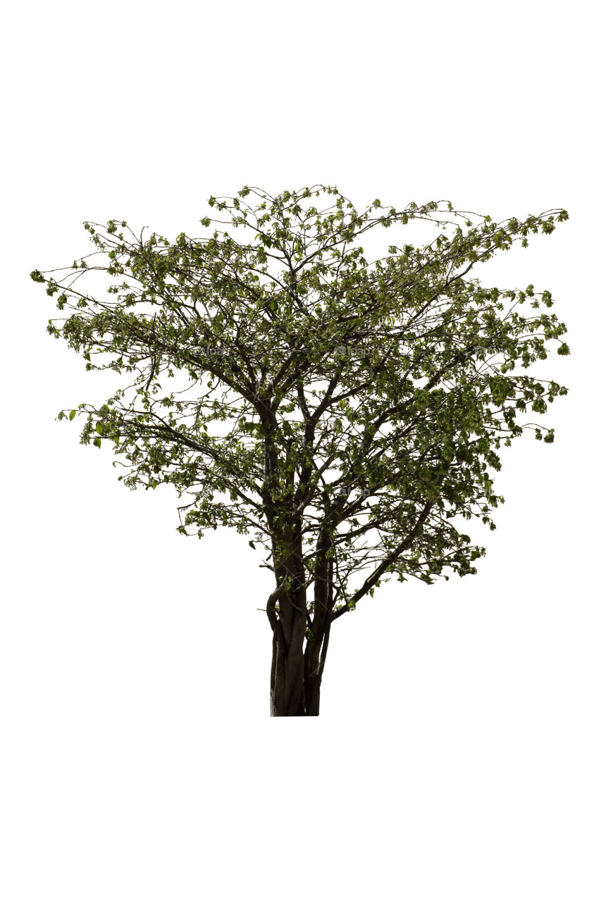 Isolated Bright green tree or Wrightia religiosa on a white background with clipping path.