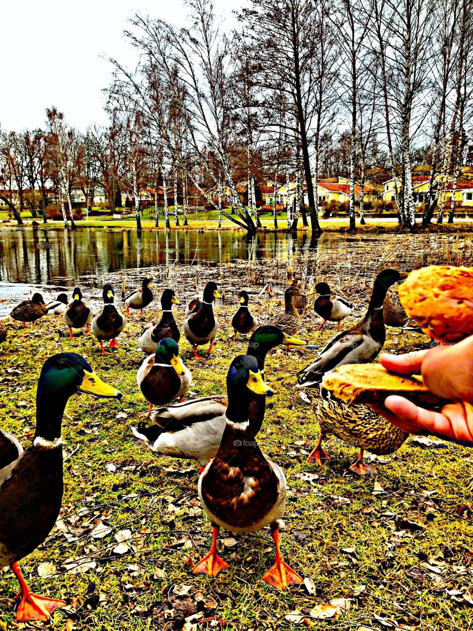 Go ahead nice ducks....a bit to eat?!