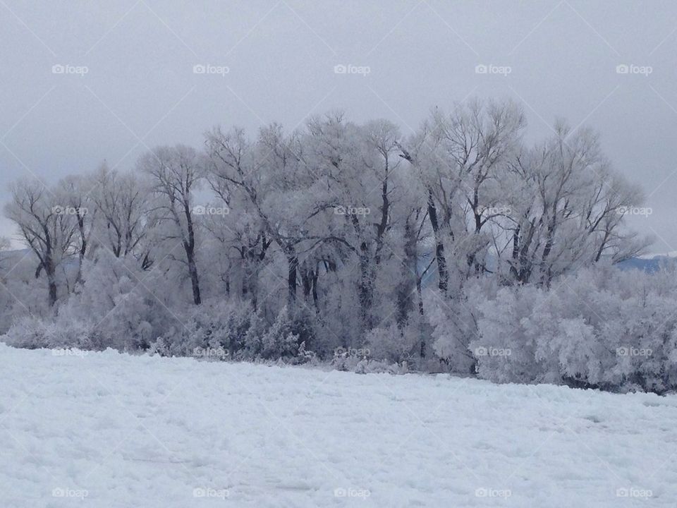 Frosty Madison morning
