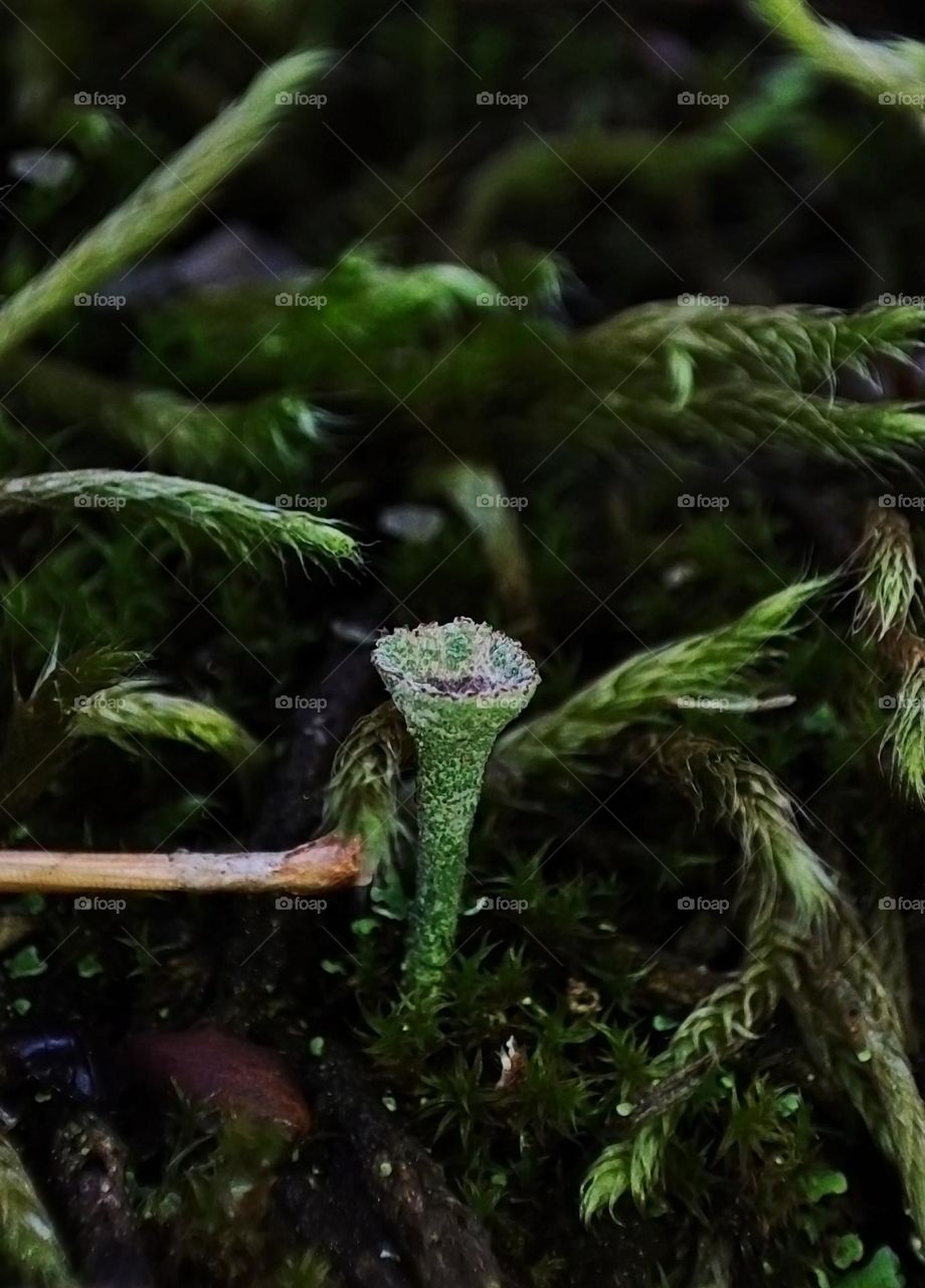 Macro photo of mushrooms in the forest