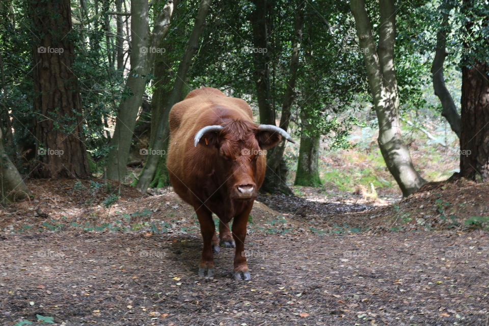 Bull in the forest