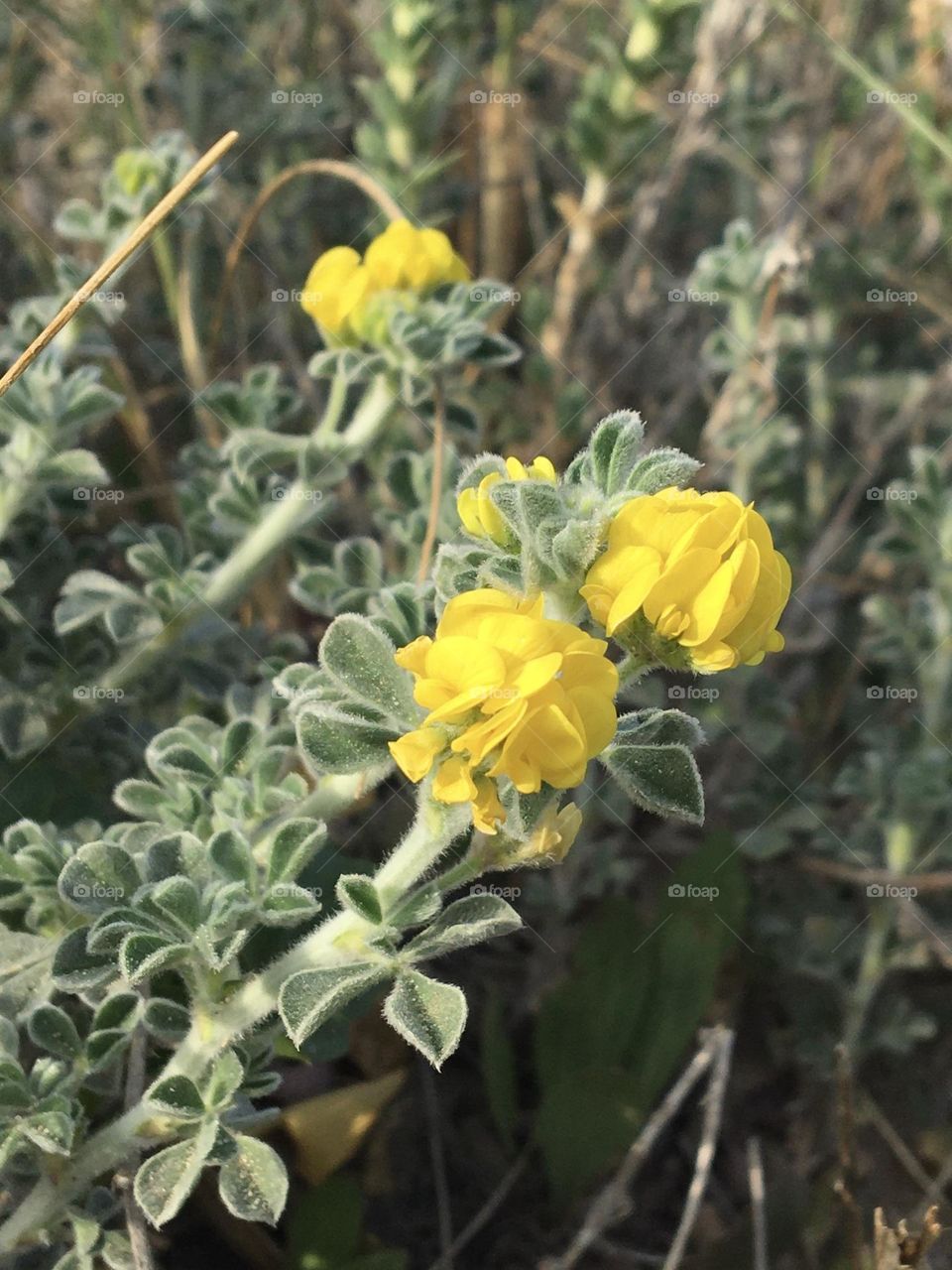 Blooming dunes grass