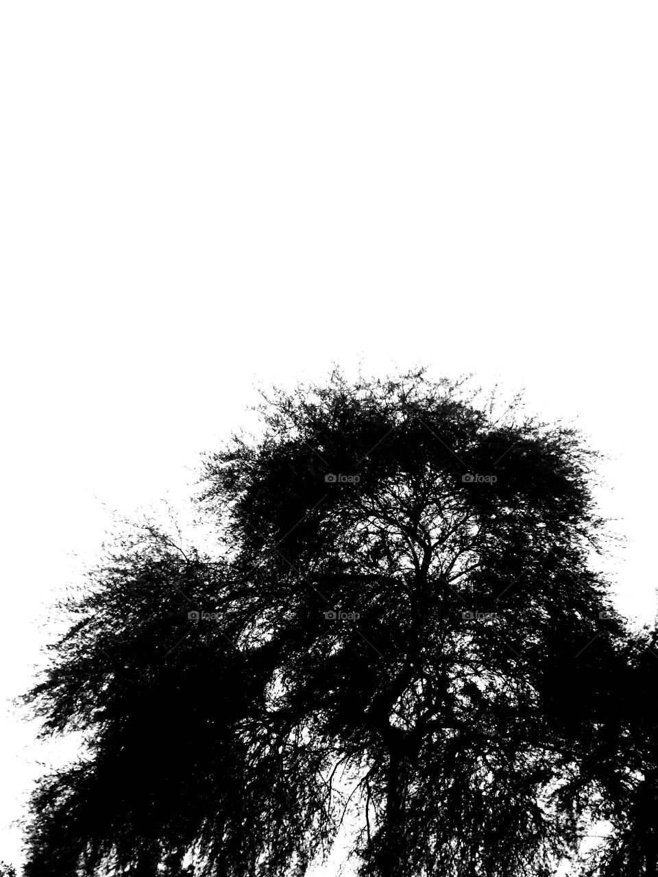 Tree silhouette on bright white background 
