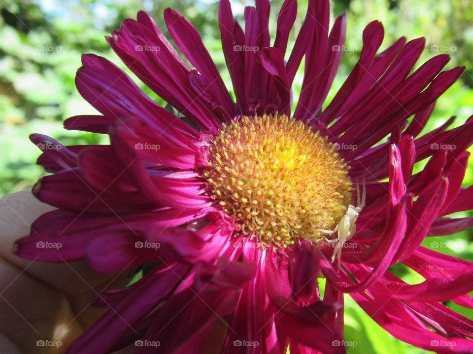 white spider on a flower