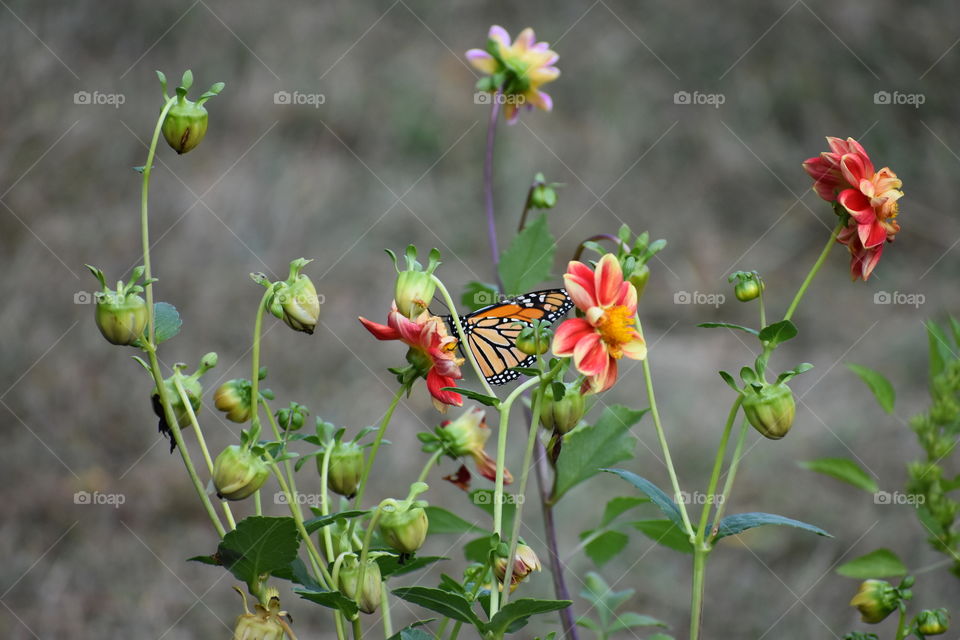 Butterfly in Flowers 