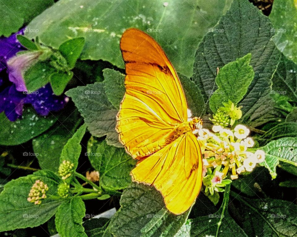 Butterfly and nectar
