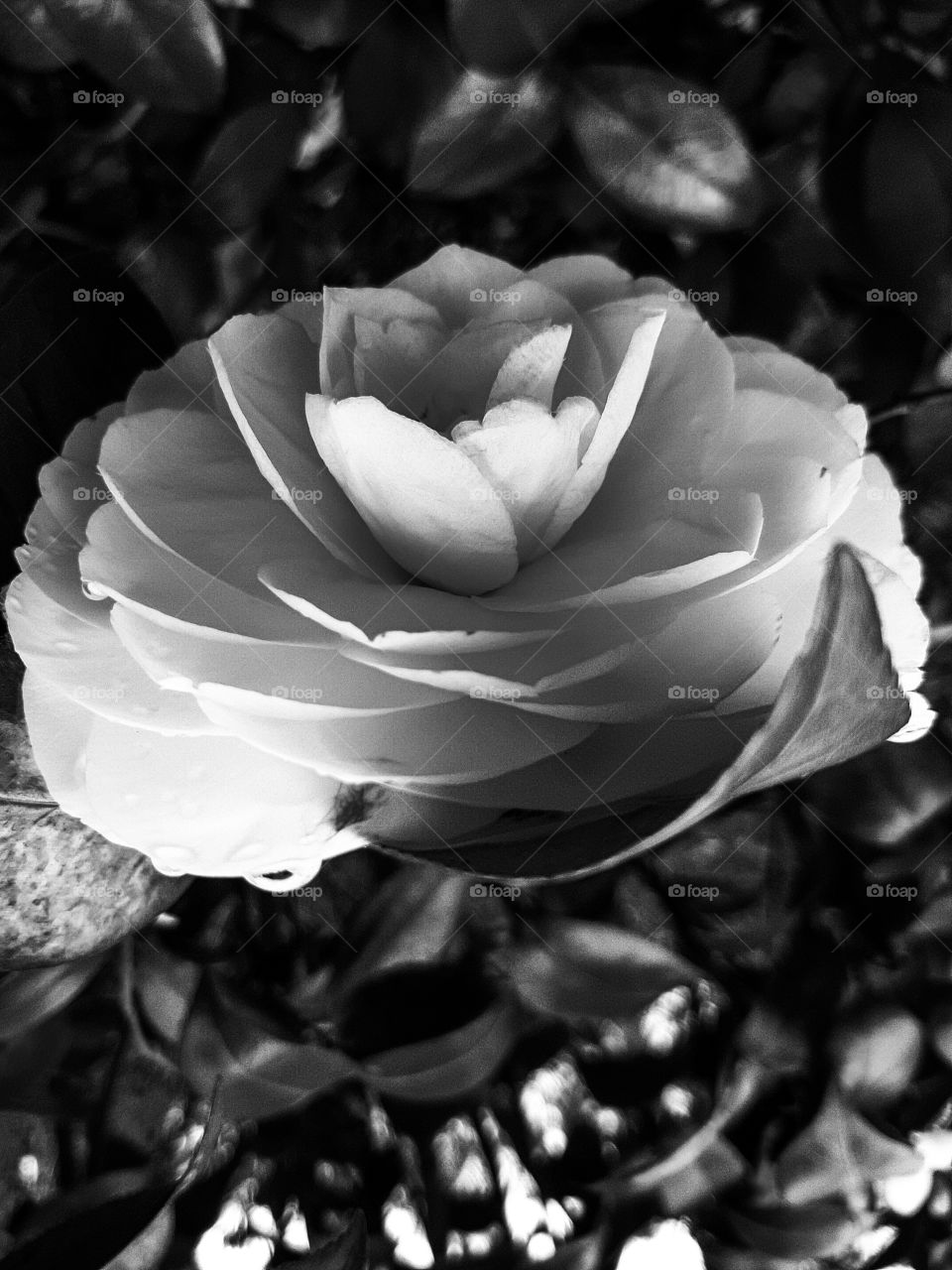 b/w flower
