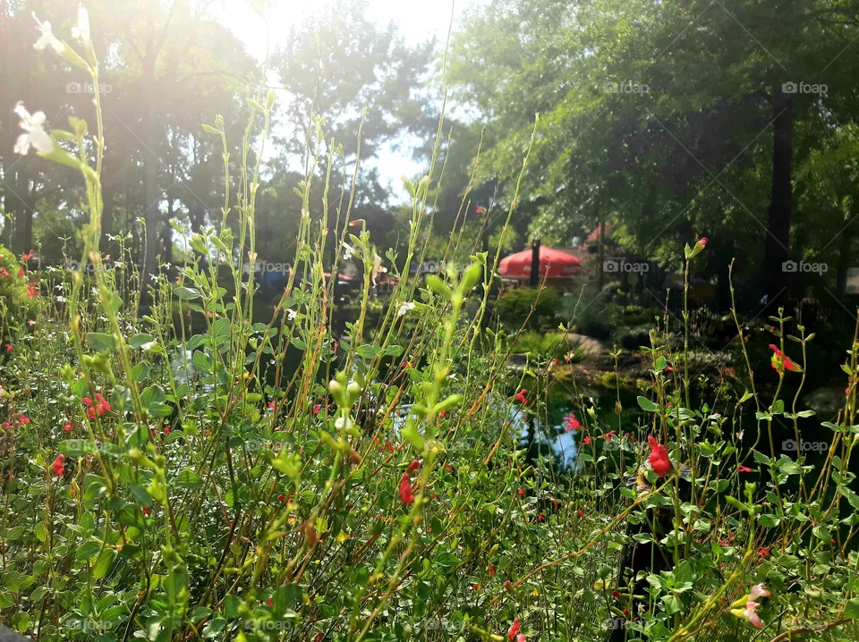 Green and some red