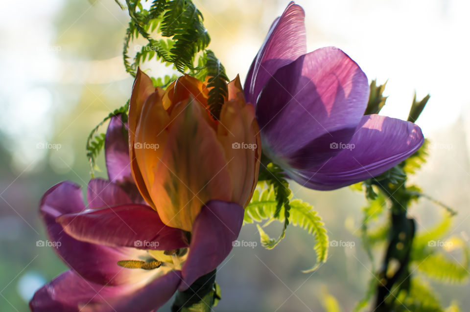Closeup up of elegant Flower crown in streaming sunlight outdoors with fresh tulips and curly fern symbolic of love and spring or summer solstice celebration 