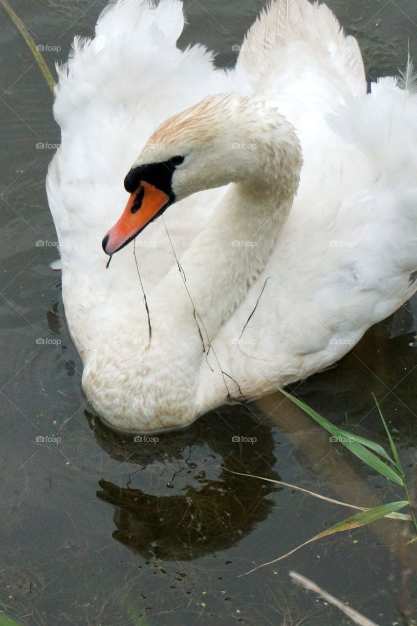 Police for the family