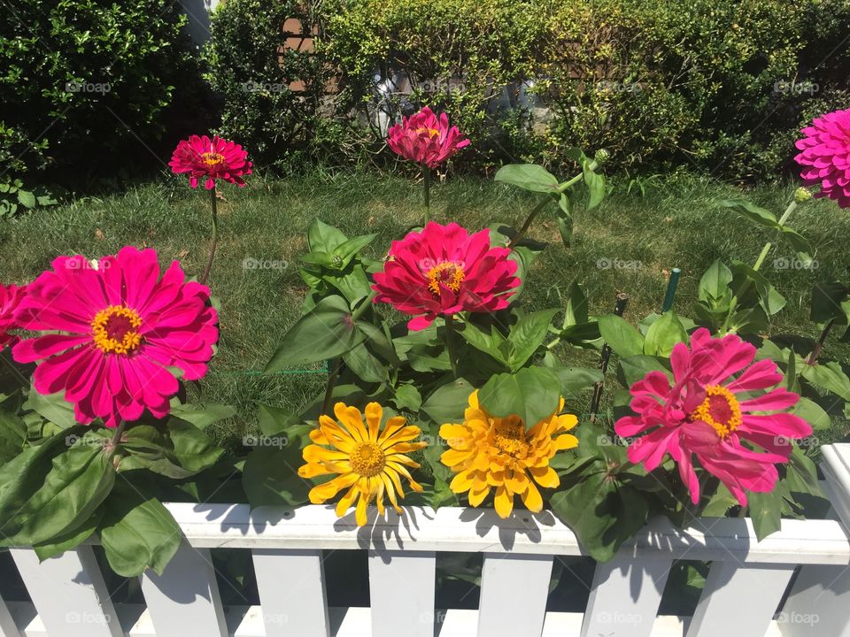 Flowers on cape cod