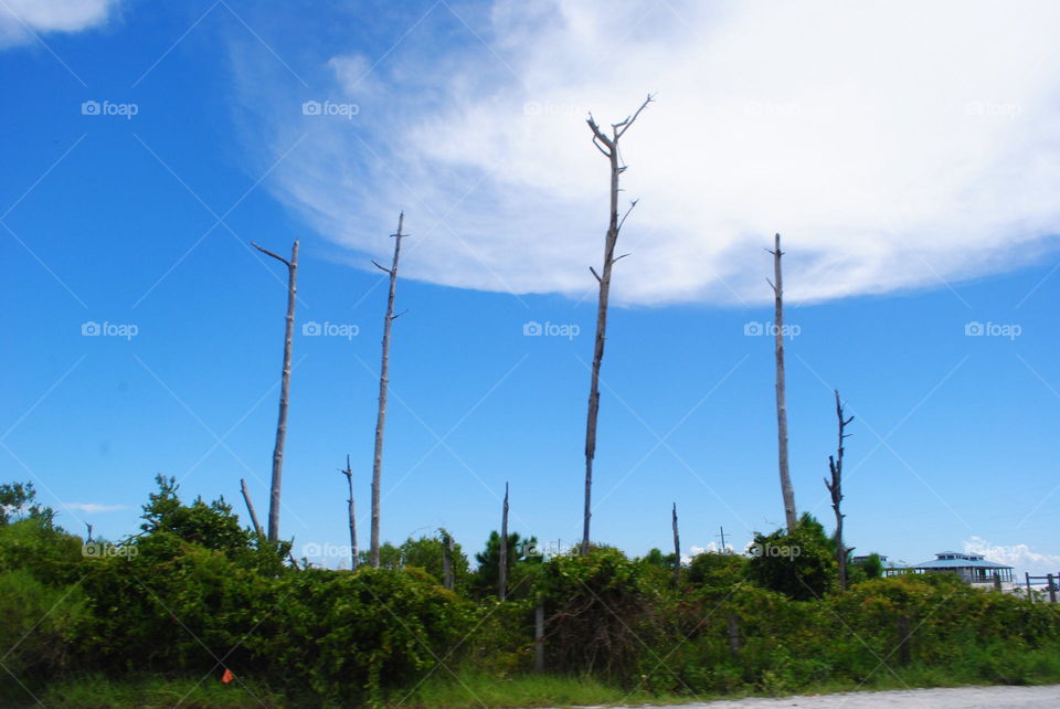 Dry trees by the beach