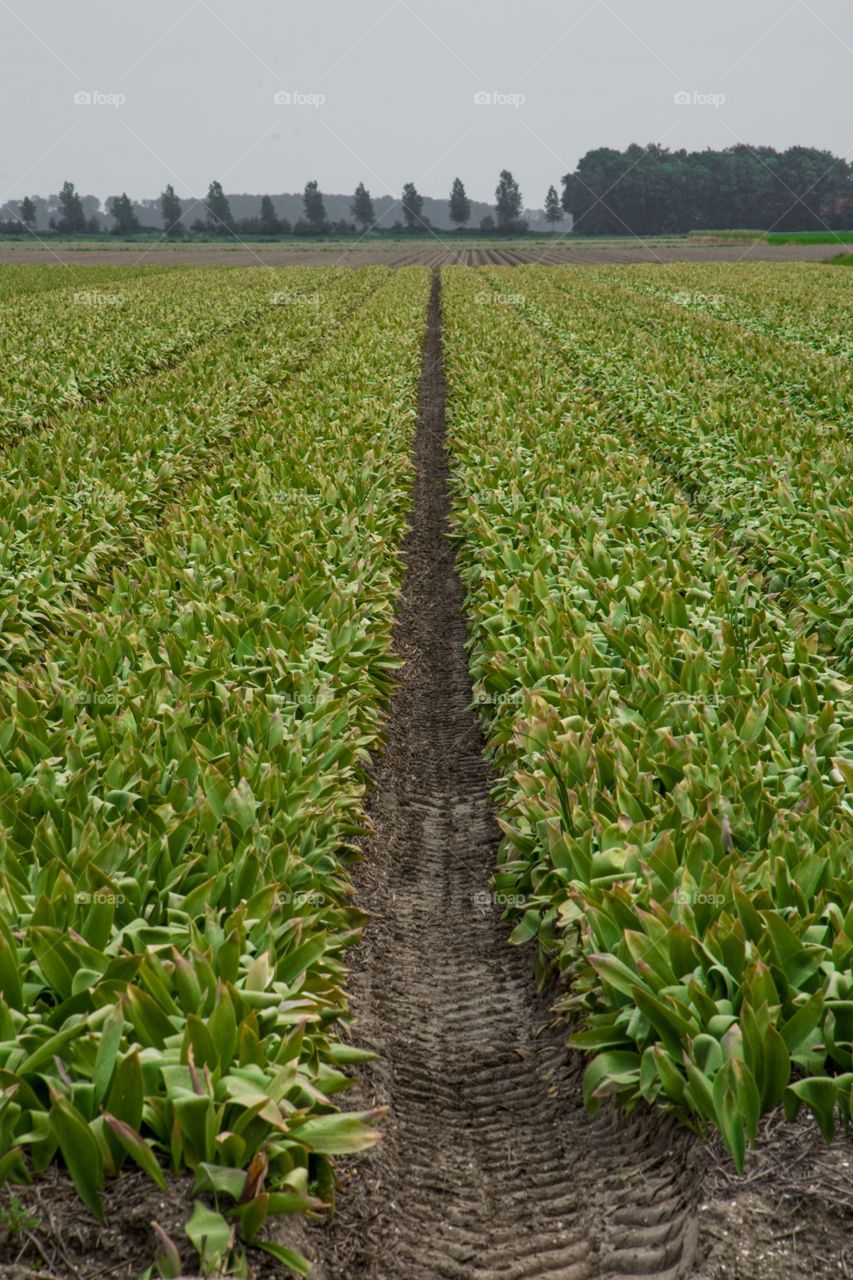 A corn field 