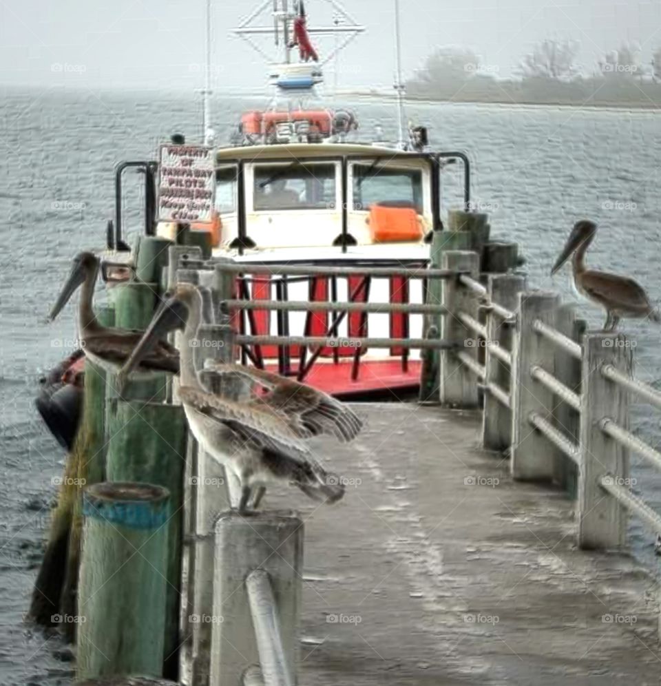 pelicans tugboat ocean mist trees