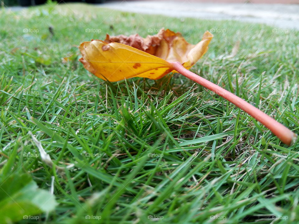 fallen leaf