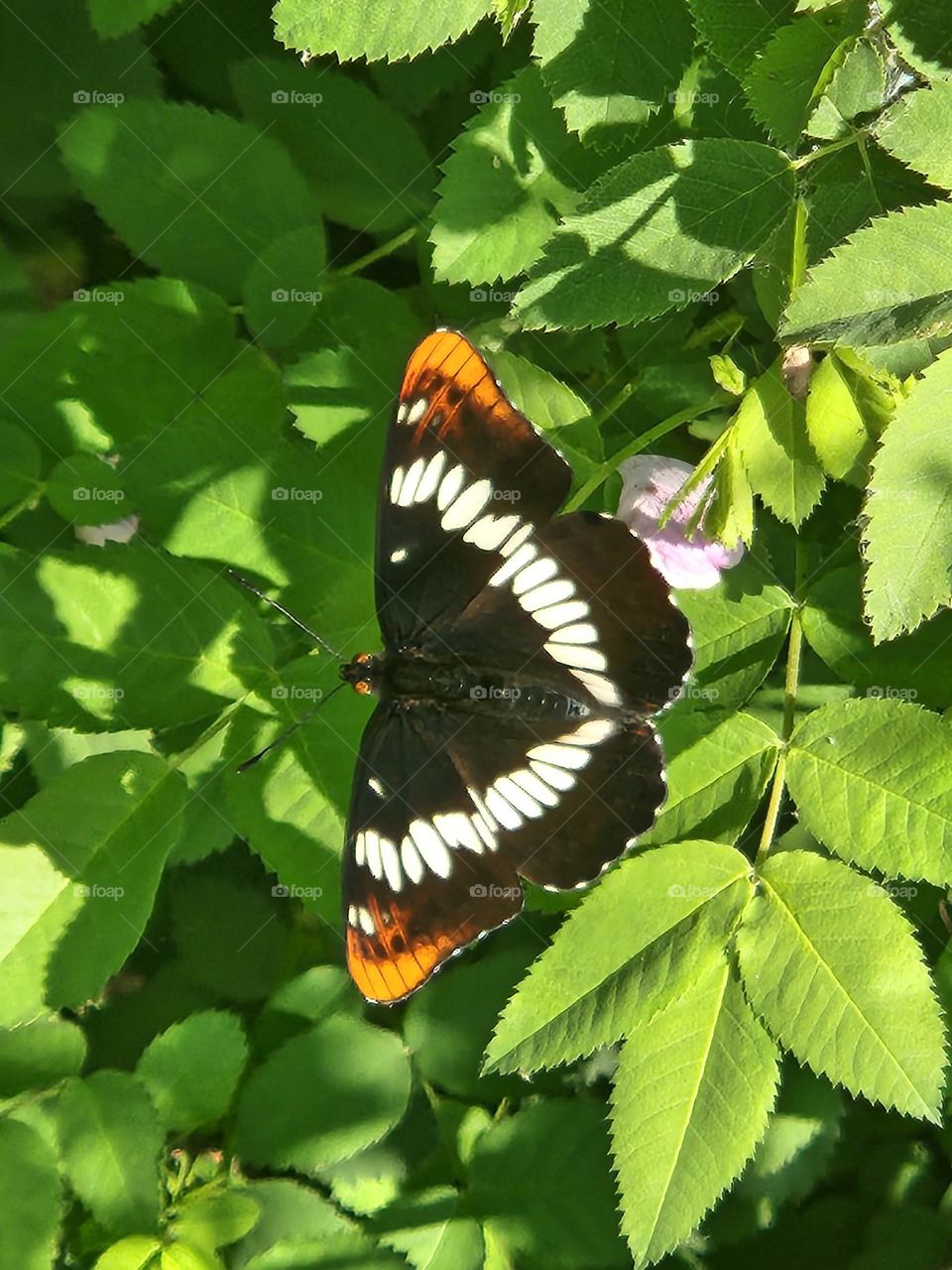 Vibrant orange and black butterfly resting on green foliage in Oregon Wetlands