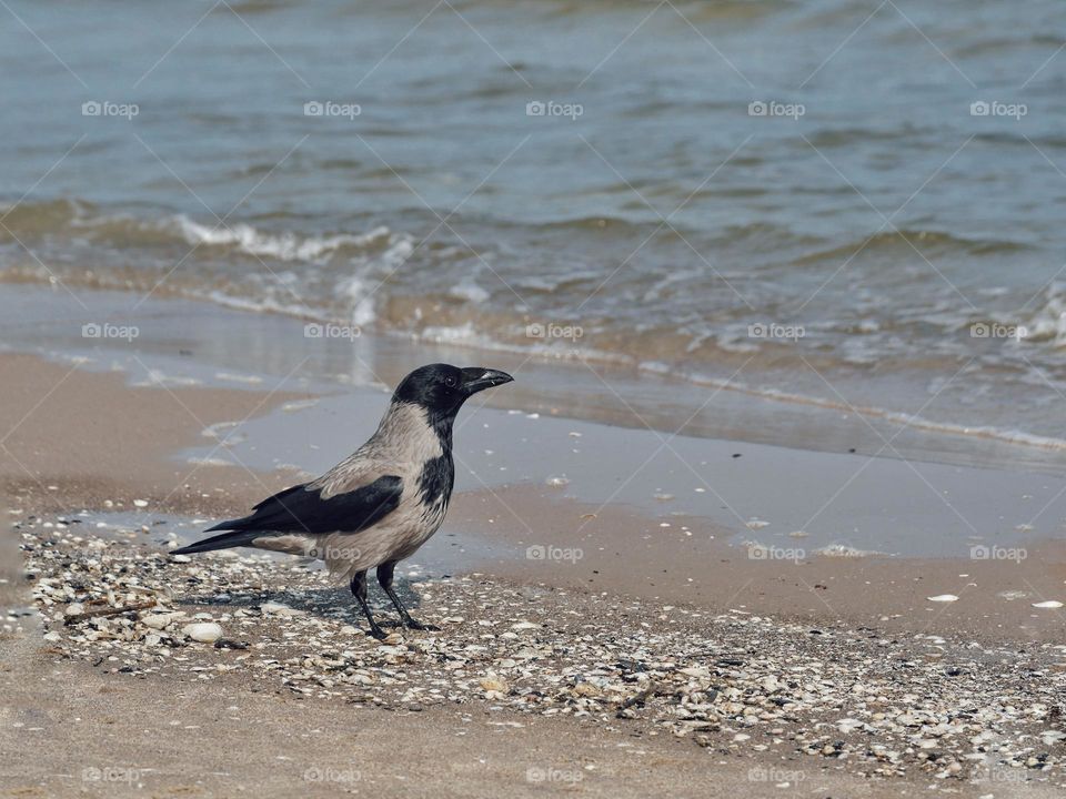 Hooded crow on beach
