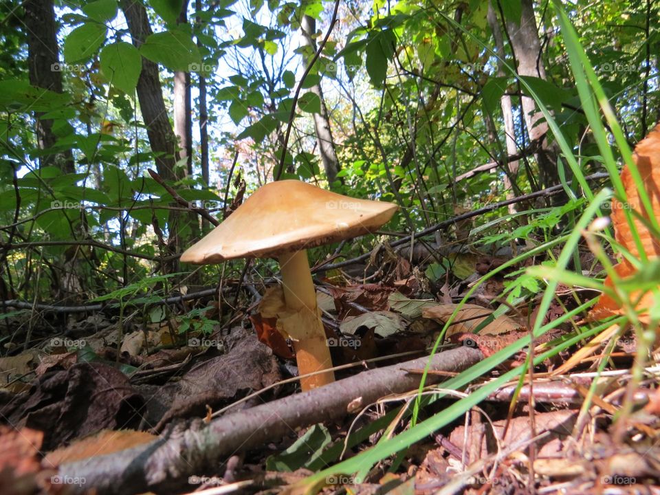 Mushroom on the forest floor