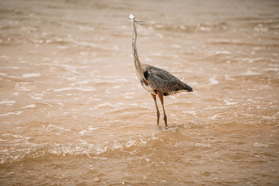 Heron on beach