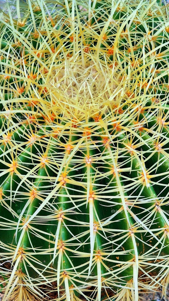 Cactus