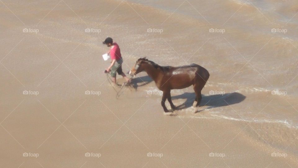 Tilt drives a horse by the sand of the beach.