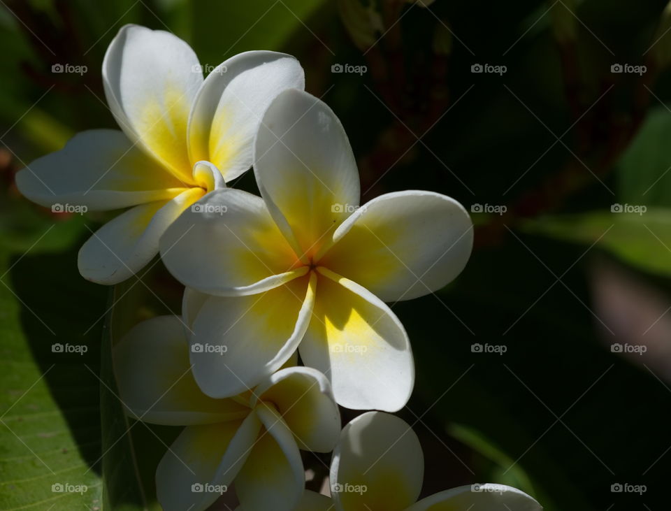 White flowers