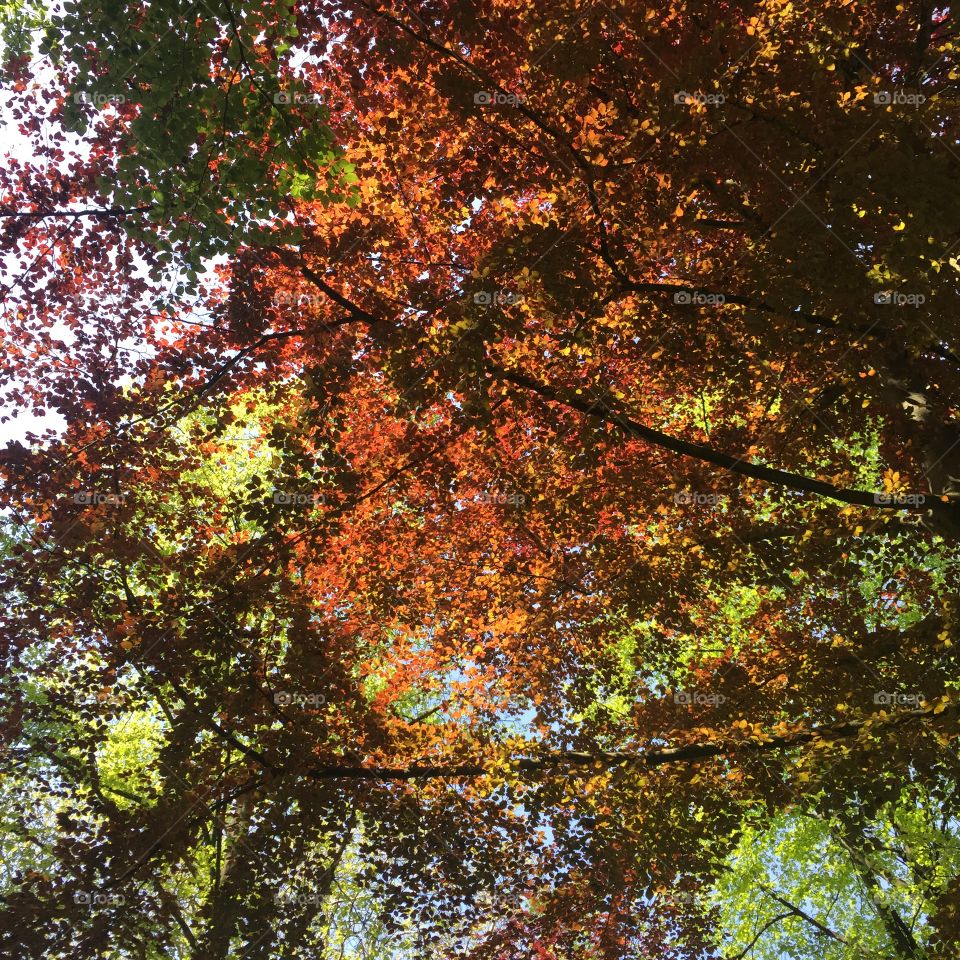 Sunlight through the treetops 