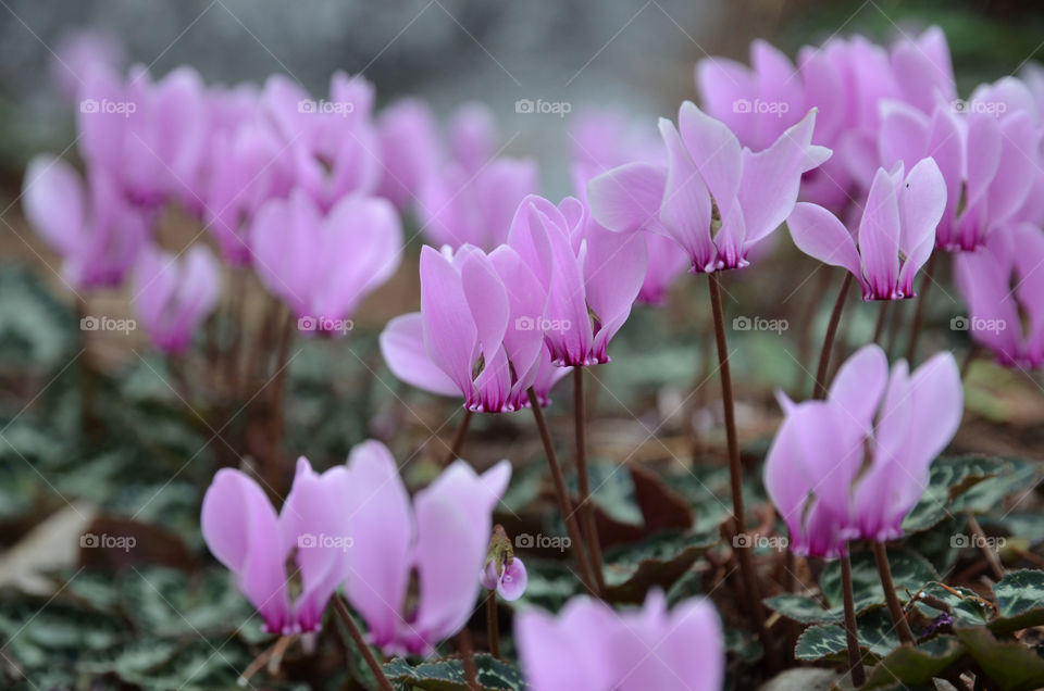 Cyclamen