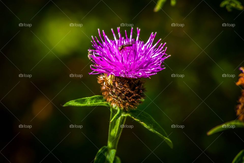Macro Thistle
