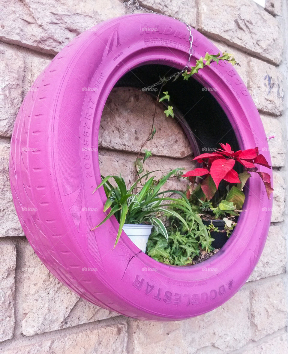 pot plant and flower in a old tyre painted in pink color