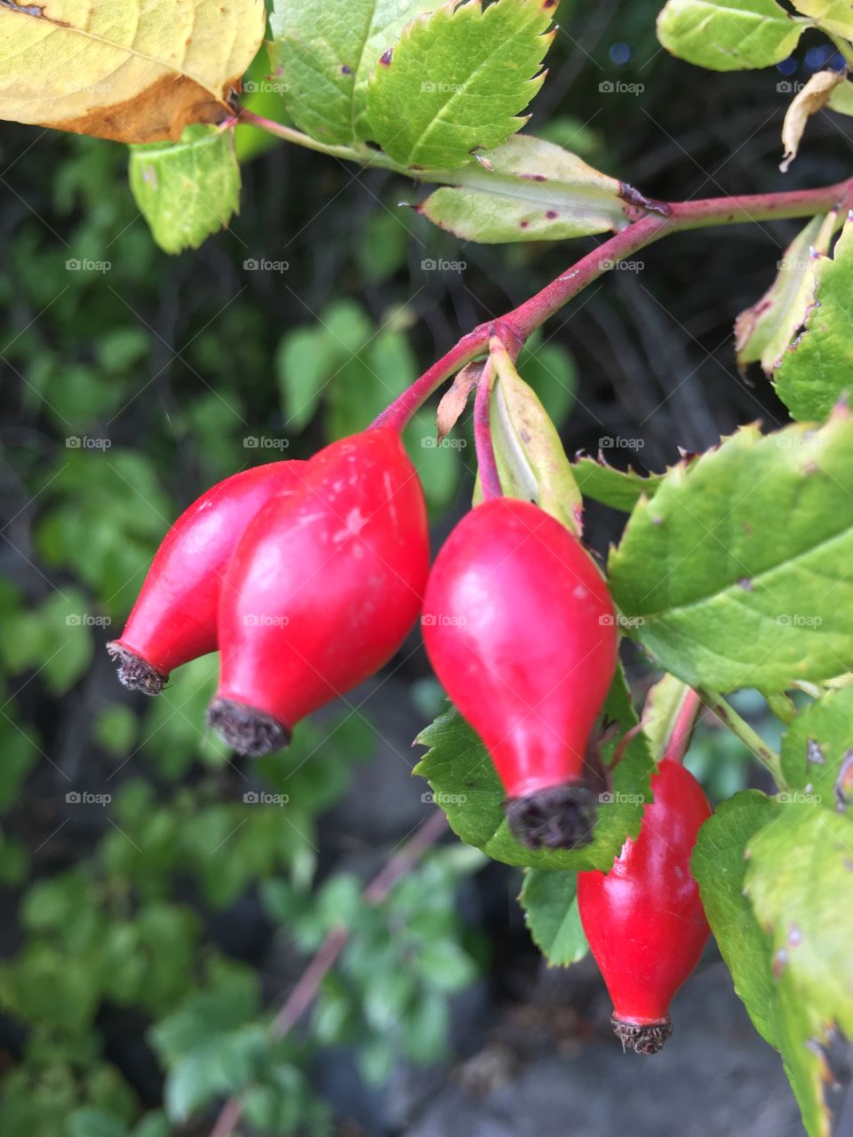 Rose hips?